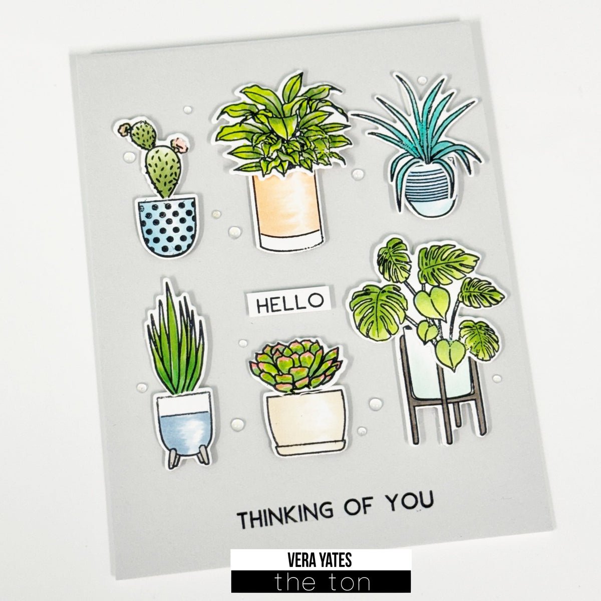 Succulents Display