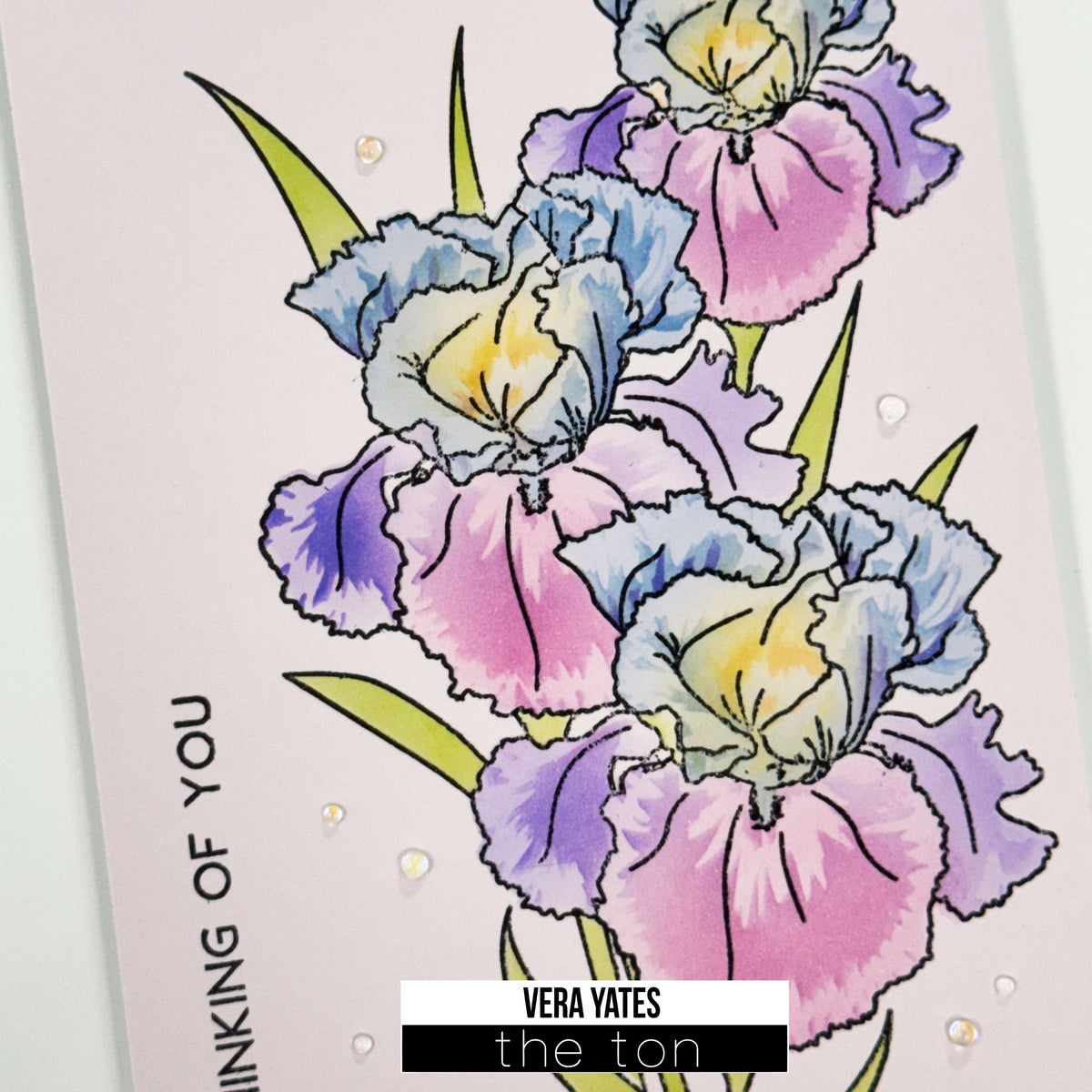Colorful Iris