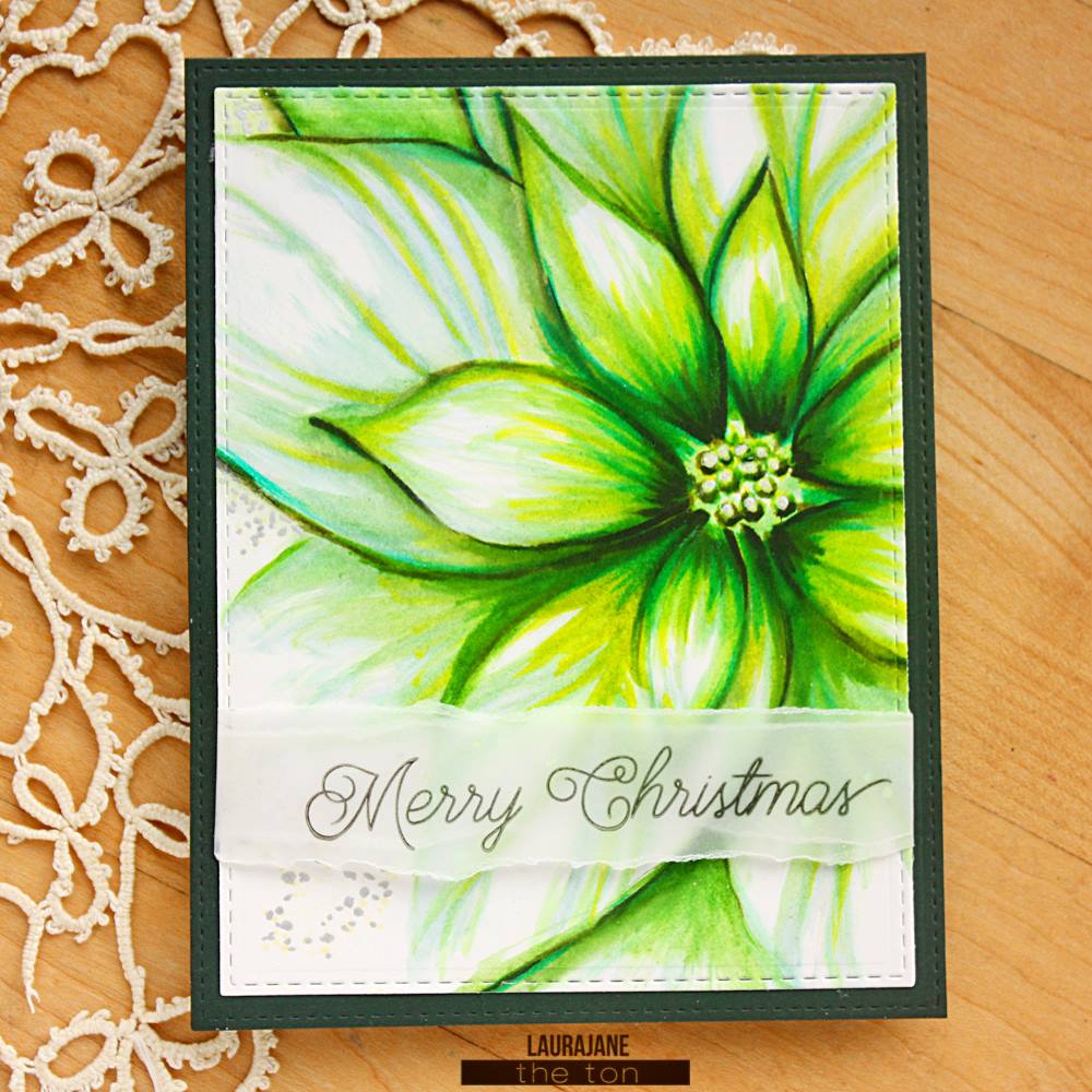 Poinsettia Close Up Background