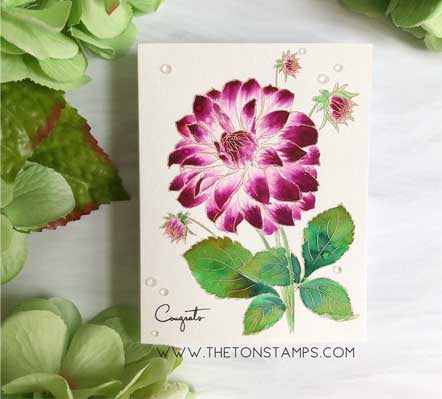 Coming Up Dahlias