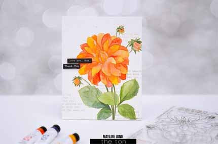Coming Up Dahlias