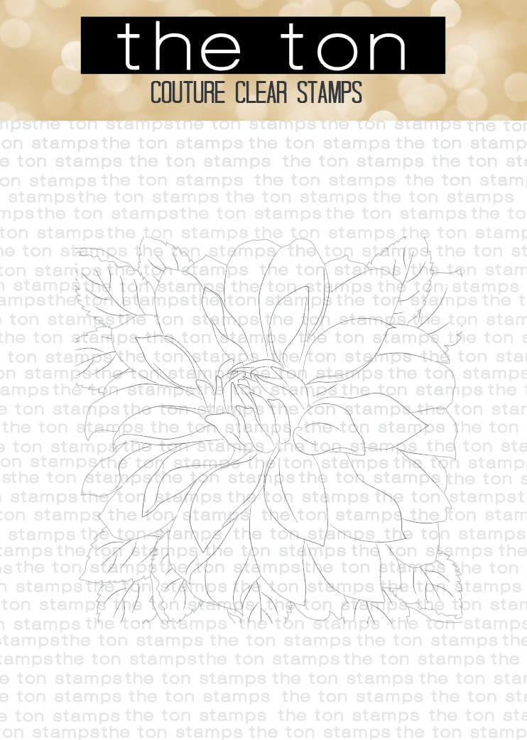 Dahlia Close Up 2