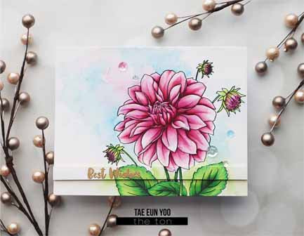 Coming Up Dahlias