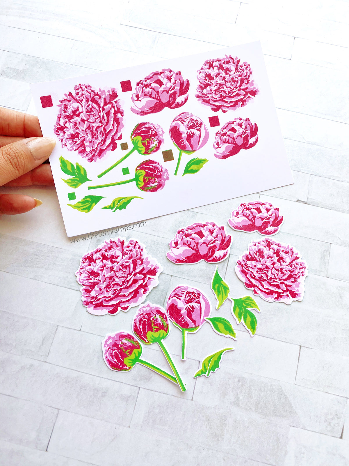 Grouped Fresh Peonies
