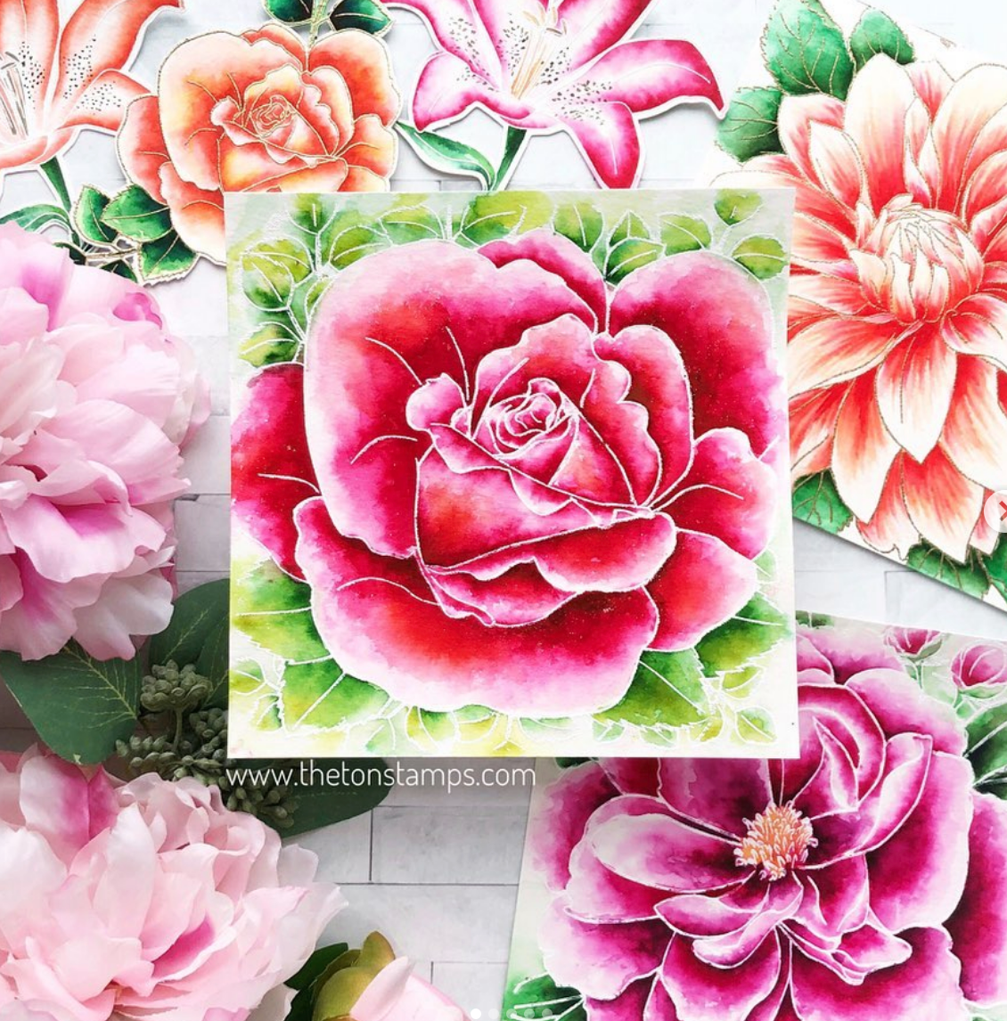 Wild Rose Close Up