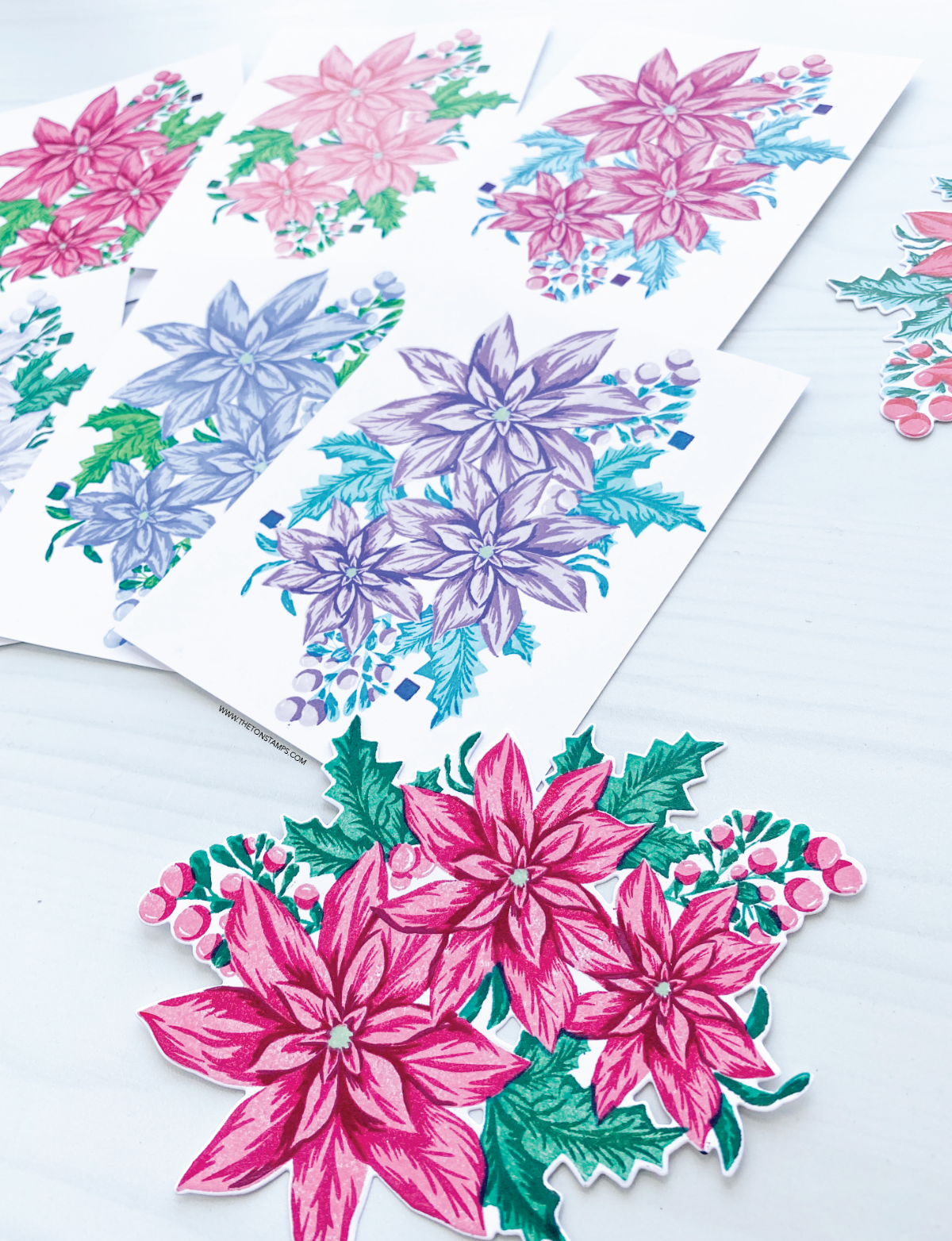 Boundless Poinsettias
