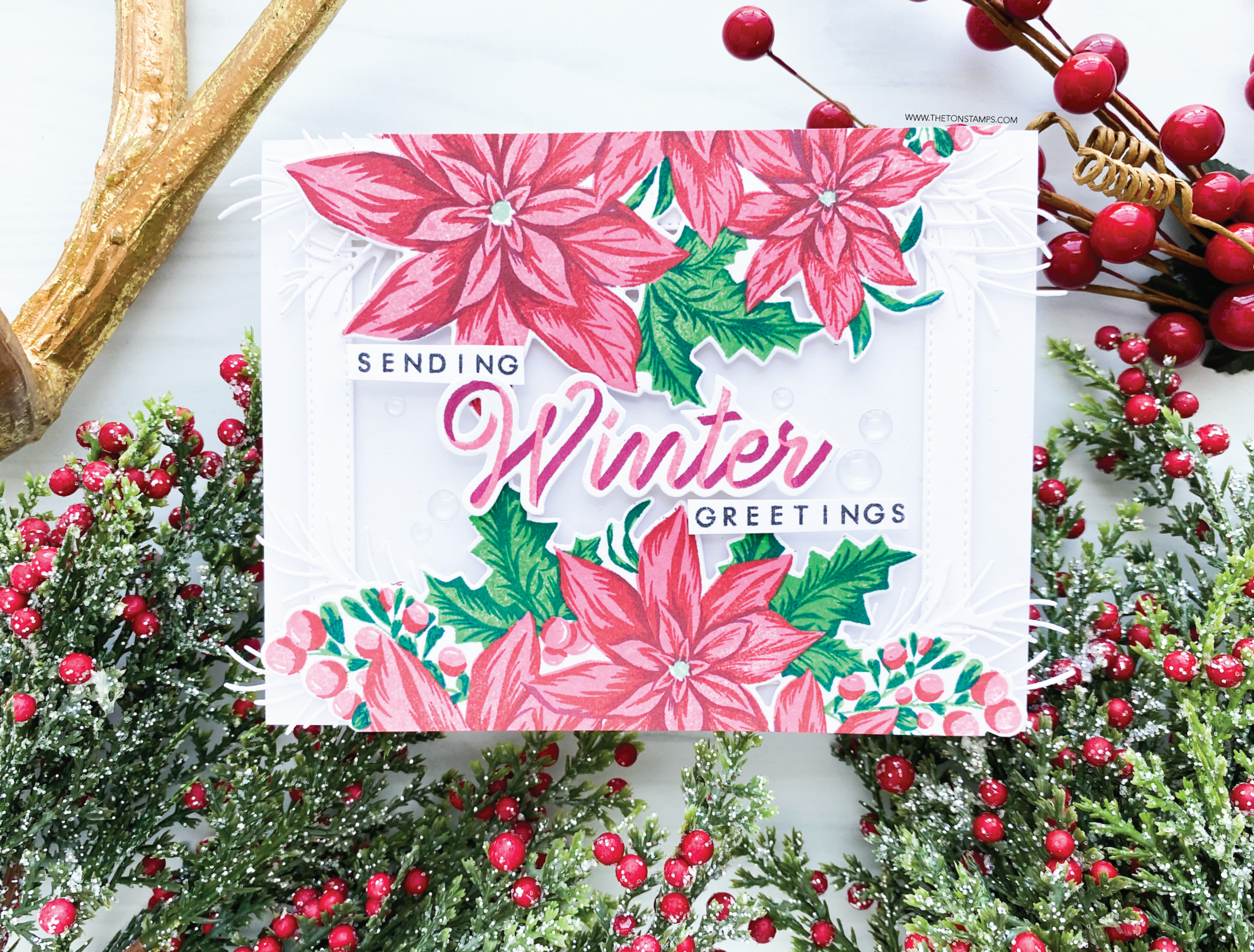 Boundless Poinsettias