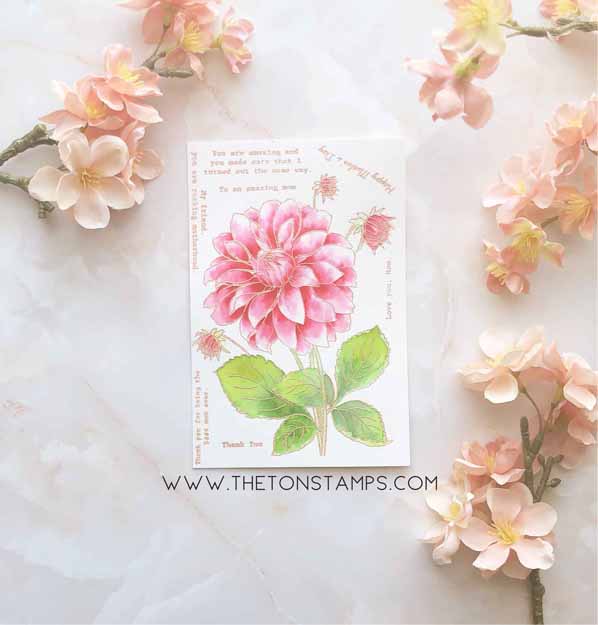 Coming Up Dahlias
